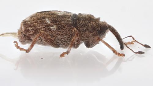 Réf. 271 692 : Microplontus rugulosus